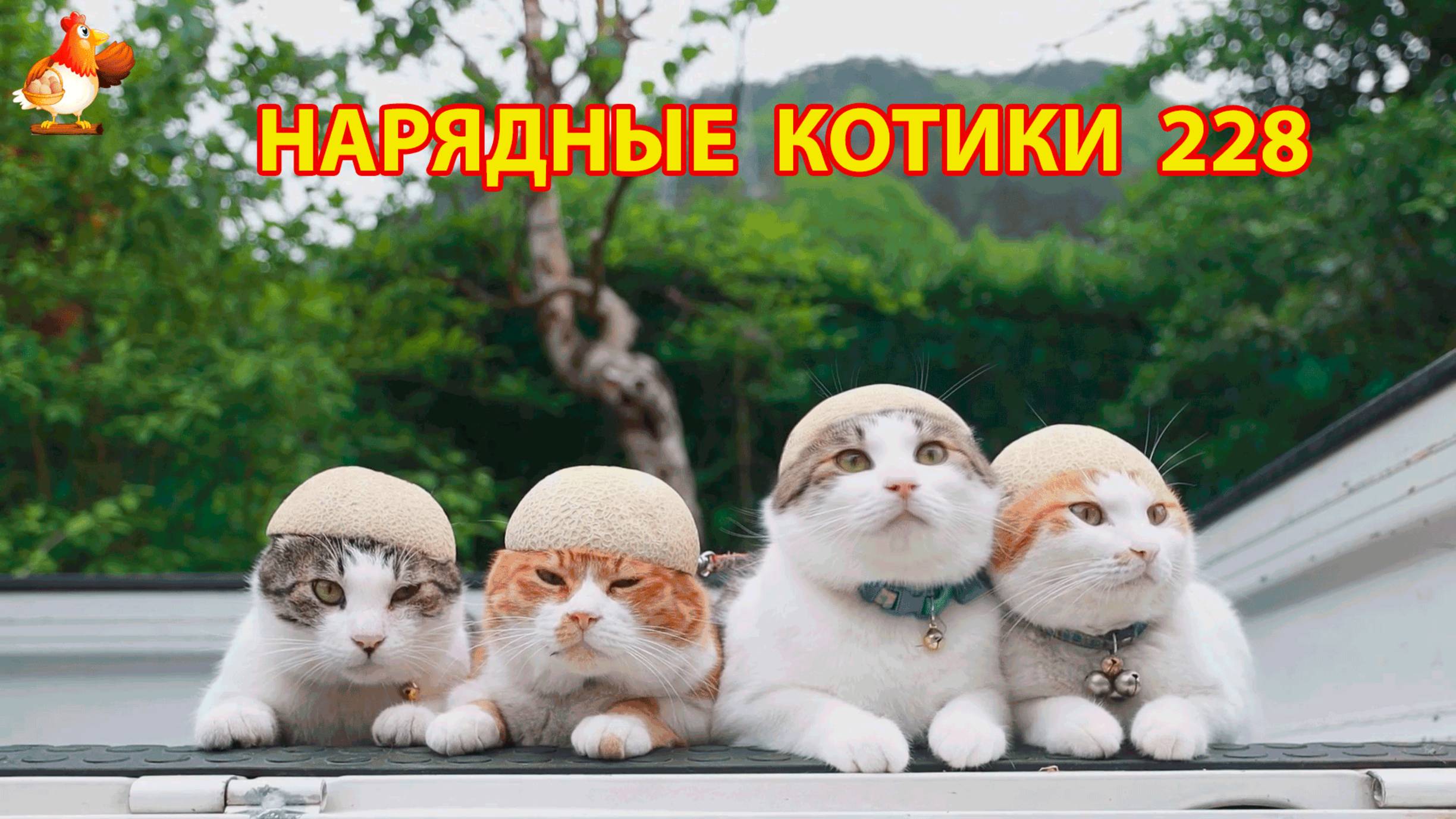 Нарядные Котики расслабляются на солнышке 🌞 🐈🐈🐈 (228)