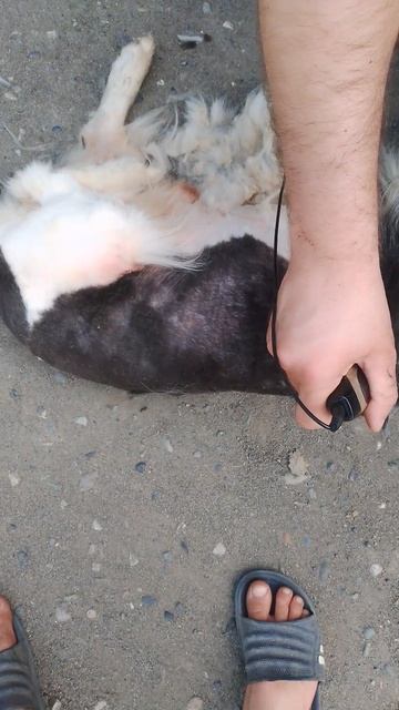 🐕🐕🐕