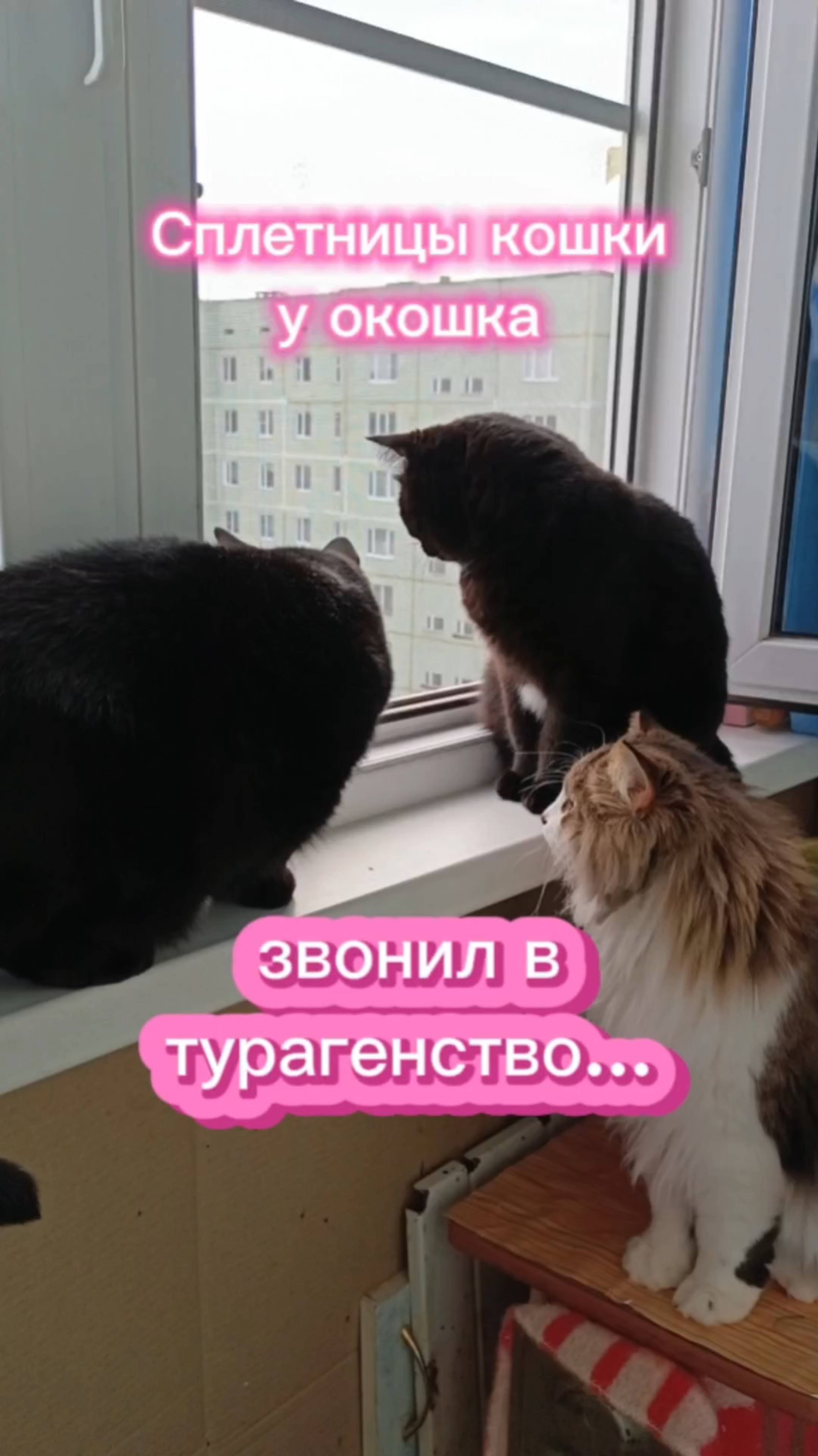 Кошки с озвучкой.