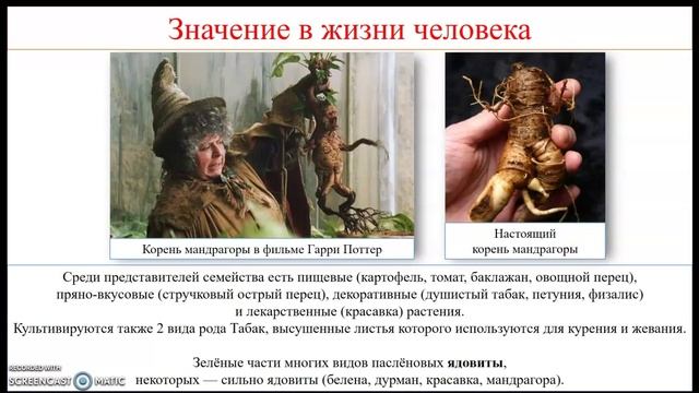 Урок. Семейства класса двудольные