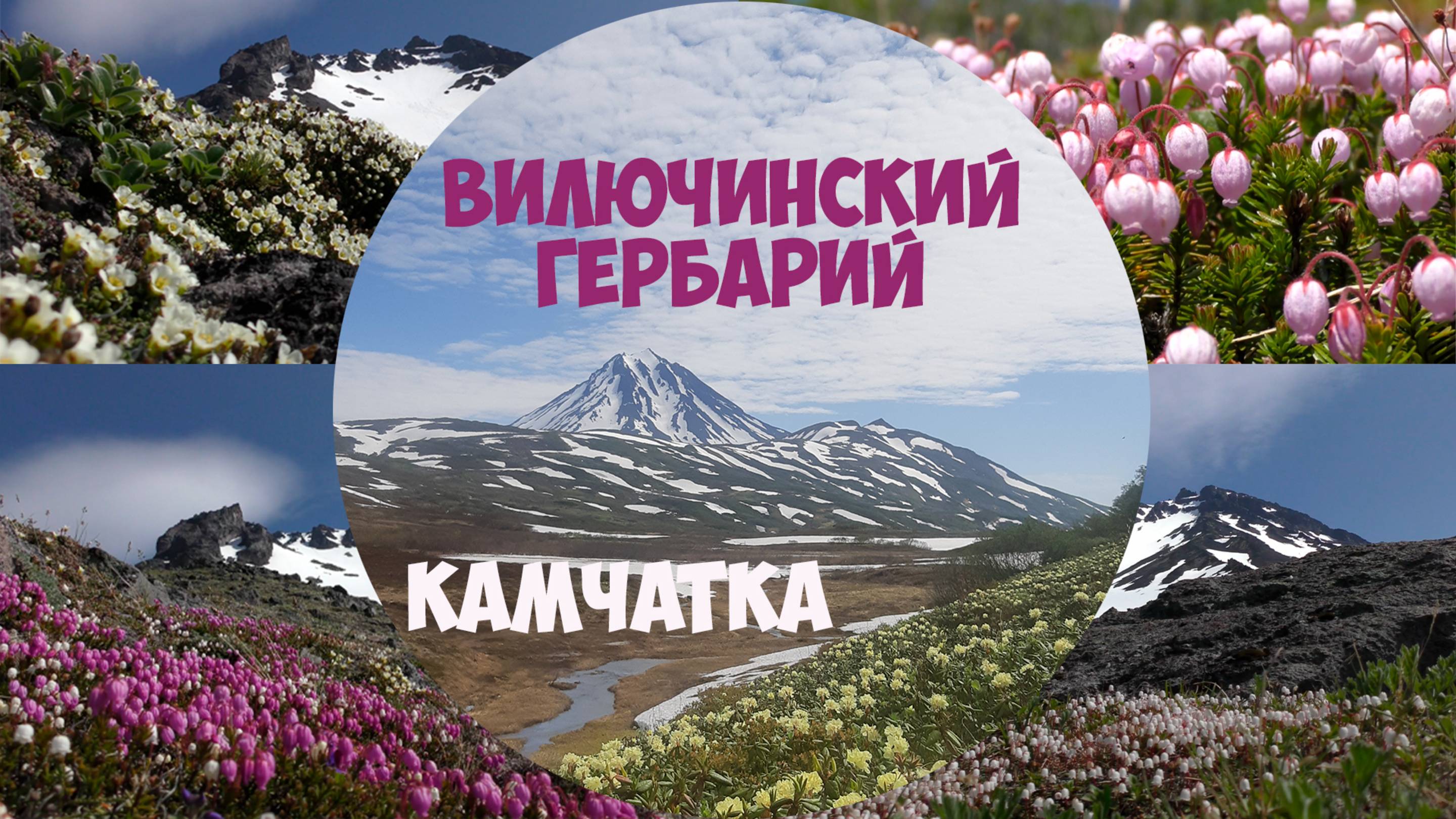 Камчатка Вилючинский гербарий