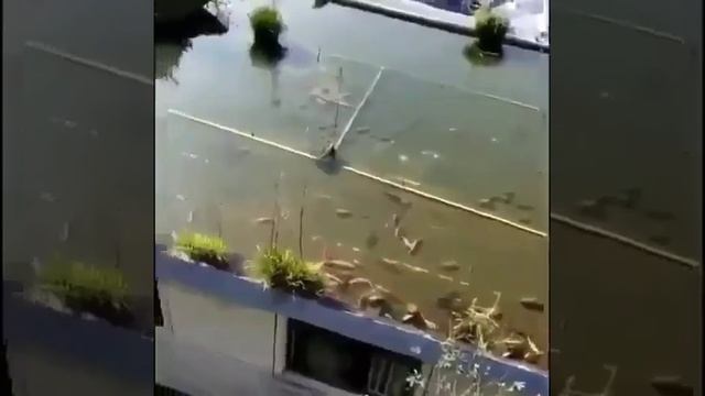 Рыба где ? На крыше !