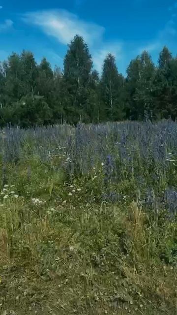 Жизнь