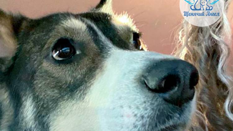 С пополнением нас! Знакомьтесь – пёсик Олег 🐕