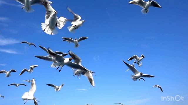 Video birds