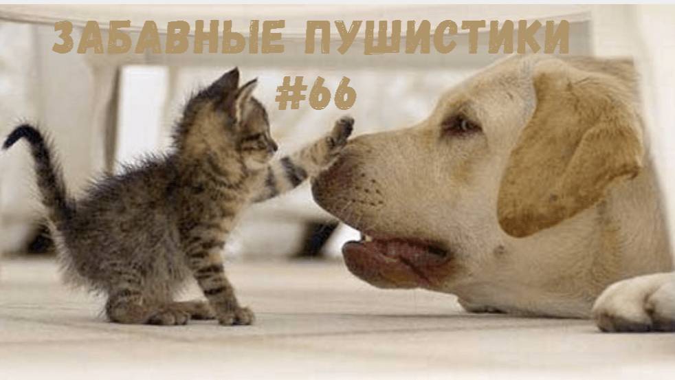 Я РЖАЛ ДО СЛЕЗ 😹 СМЕШНЫЕ КОШКИ И СОБАКИ  СМЕШНЫЕ ЖИВОТНЫЕ 2025 😹 ЛУЧШИЕ ПРИКОЛЫ #66