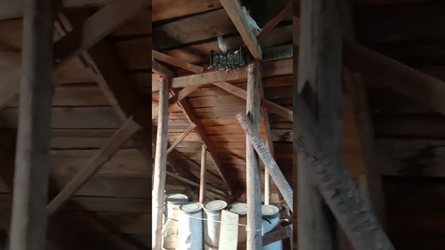 Голуби на чердаке  01 06 2025