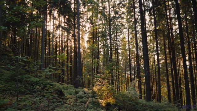 Ты не выдержишь - музыка в этом видео магическая - BumBaClart Dub -- Shaolin Dub -- The Great Divide