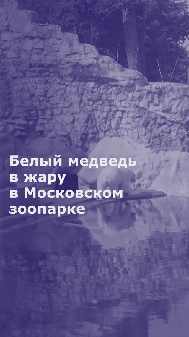Белый медведь в жару в Московском зоопарке