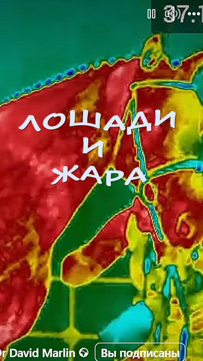 Как помочь лошади пережить ЖАРУ?