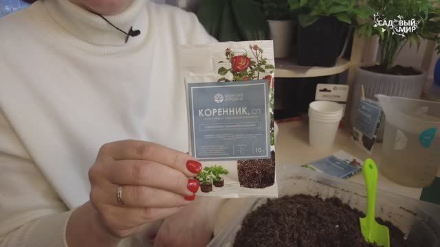 Как правильно пикировать и переваливать томаты