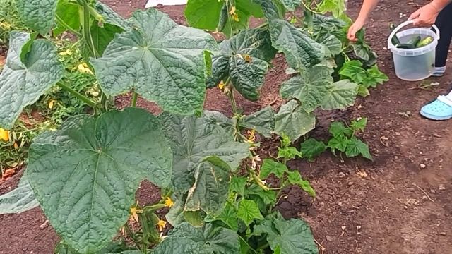 14.07.2025г.//  ВСЕ УЖЕ ДАВНО КРУТЯТ,А Я ЕЩЕ ТОЛЬКО НАЧАЛА🥒// 
ОБЫЧНАЯ СЕЛЬСКАЯ ЖИЗНЬ🏡🐓