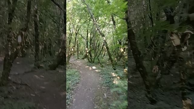 Интересно закручиные деревья в парке на Чёрном море в Архипо-Осиповке