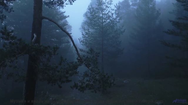 Тот момент, когда звуки леса и музыка сливаются в одно целое - Kiss the Sky -- Scott Holmes Music --