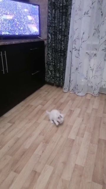 новый кисик но он умер :( правда милый?