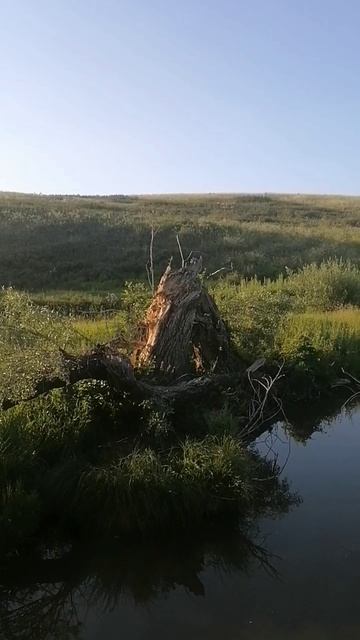 На рыбалку для души #рыбалка #природа