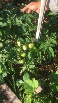 Последняя подкормка детерминантных томатов азотом #томаты #подкормка #огород#азот