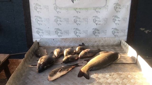 итоговый улов карпа на большом водоёме