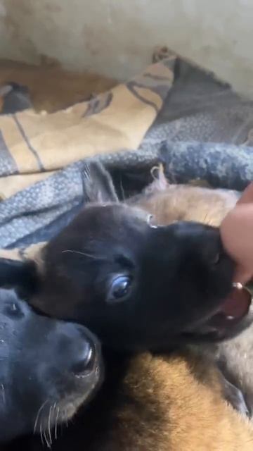 Милота в ленту 😉🥰🐶❤️