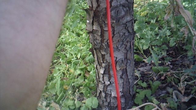 В поисках растительного электричества измеряю грушу
