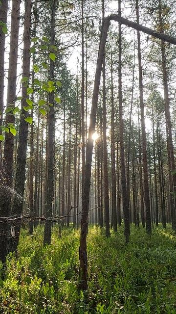 Восход солнца на черничном бору.