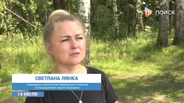 День смородины