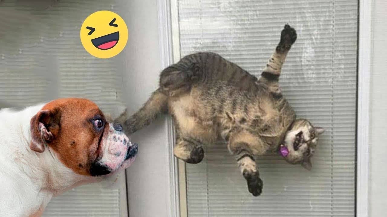 ПОПРОБУЙ НЕ ЗАСМЕЯТЬСЯ! ПОТРЯСАЮЩИЕ видео с кошками и собаками! | САМЫЕ СМЕШНЫЕ домашние животные