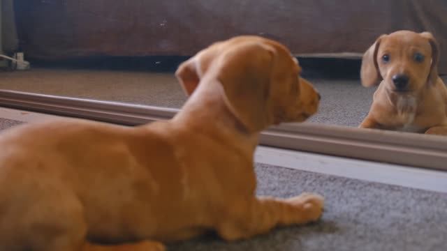 CОБАКА И ЗЕРКАЛО: КАК ЩЕНОК РЕАГИРУЕТ НА СВОЁ ОТРАЖЕНИЕ?