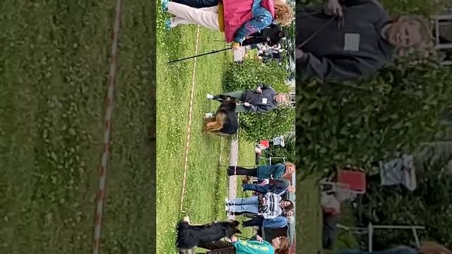ПОДРОСТКИ КОБЕЛИ ДШ / КЧК ВОЛОГДА 5 июля`25 В.Киселева Моно немецких овчарок
