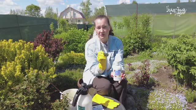 Обработка винограда от грибных заболеваний