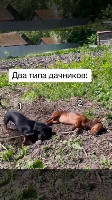 Два вида дачников 😅