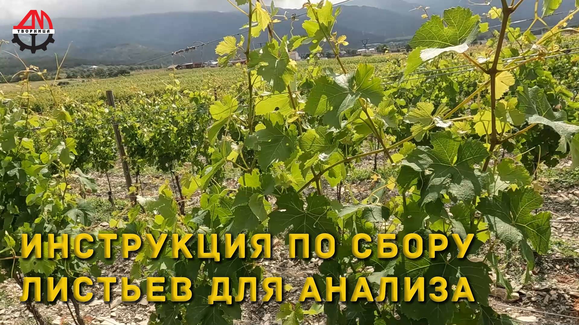 Инструкция по сбору листьев