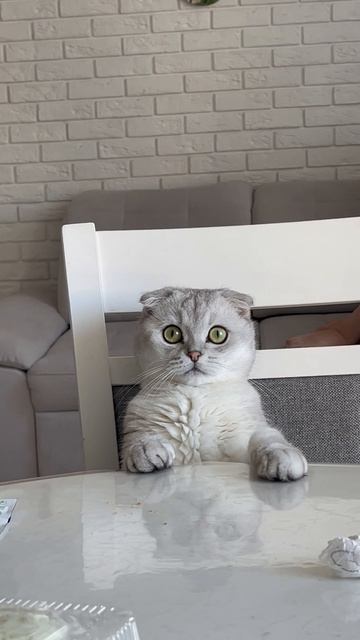 где моя большая ложка?