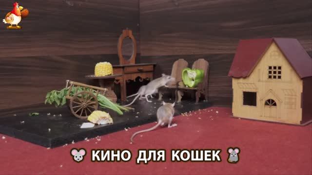 Видео для кошек про крысок развлекать питомцев 🐭🐀😂 (205)