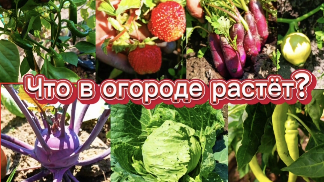 Что растёт в моём огороде?