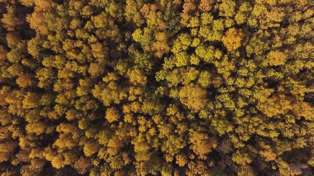 Когда дорожные знаки менее важны, чем её смех под эту песню - 1-800-Podbear -- Podington Bear -- Sai