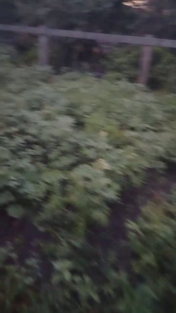 Вишня по цене 0 рублей.mp4