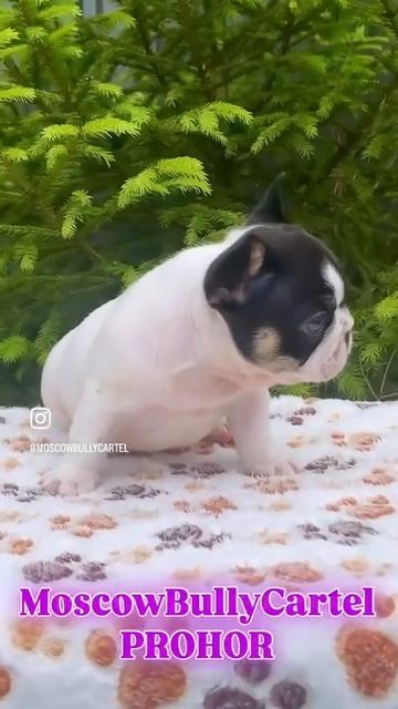 VID_20250714_155308_995.mp4