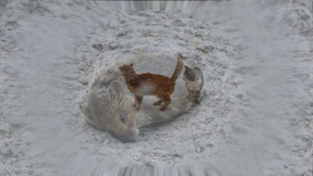 Котики, коровки и хрюндик - для души)