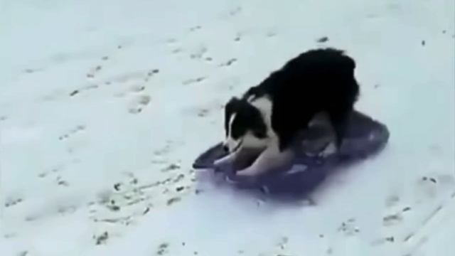 Любишь кататься – люби и саночки возить🛷😂
