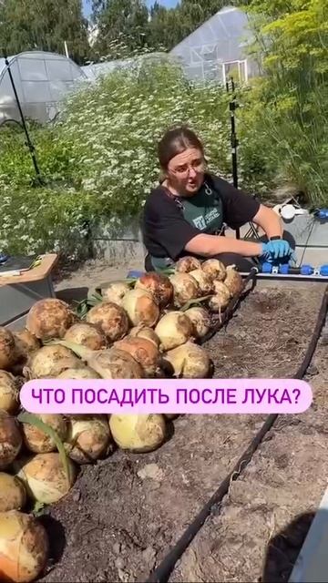 Что посадить после лука