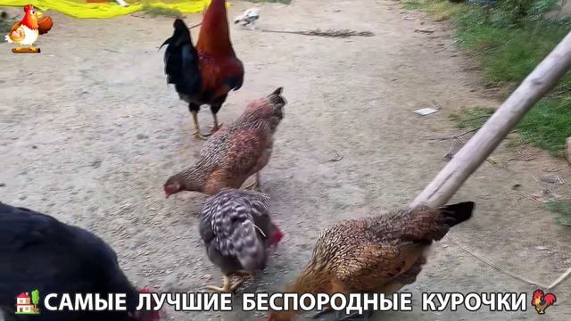 Цыплята и Курочки селяночки лучшие беспородные несушки 🥚 (186)