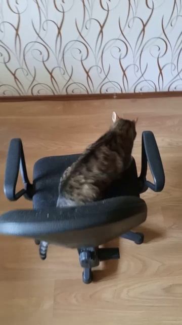Кот и сохранение импульса
