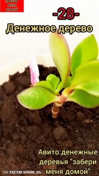 денежное дерево