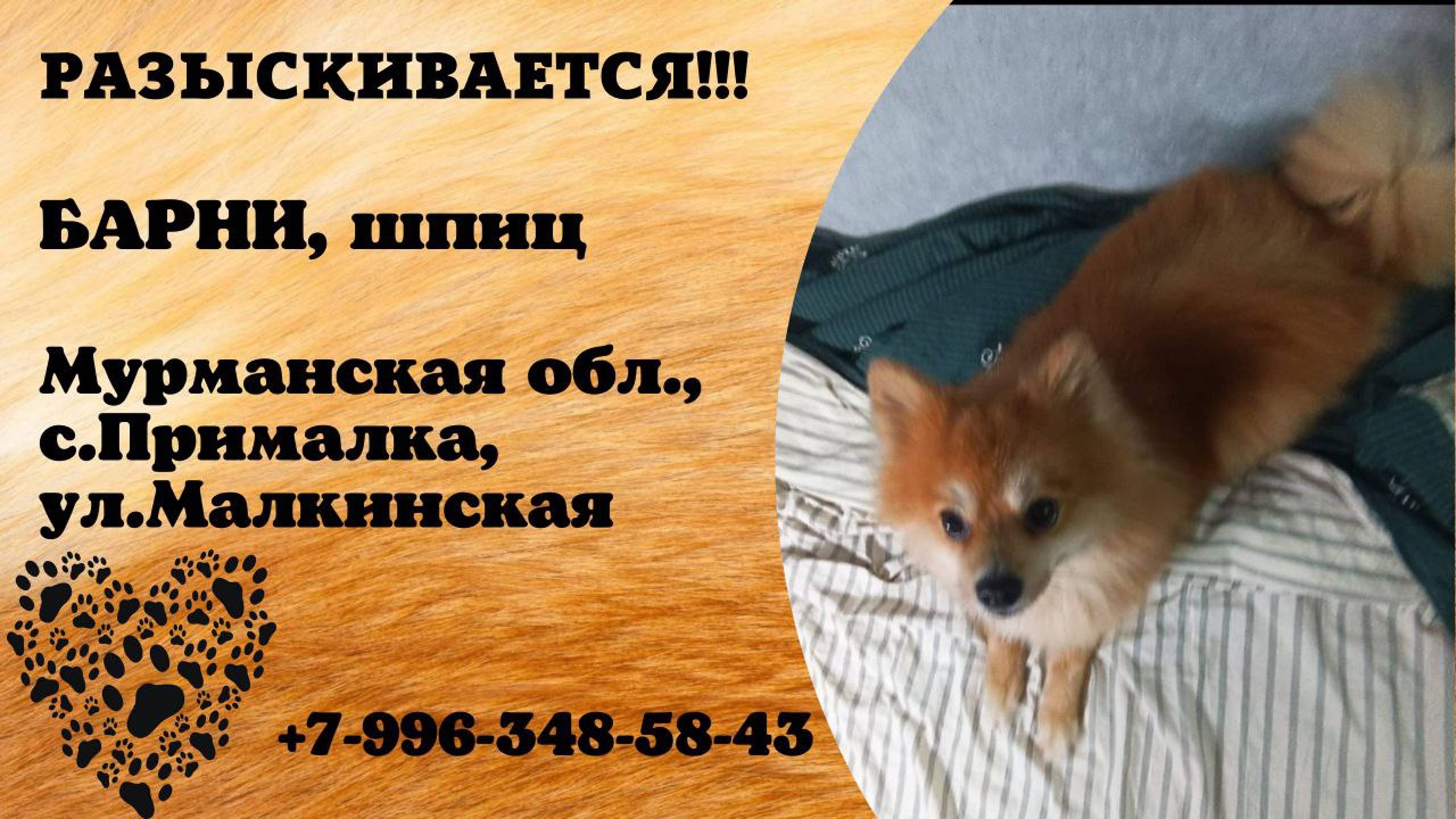 Пропала собака! БАРНИ. Шпиц.  Мурманская обл,  с. Прималка