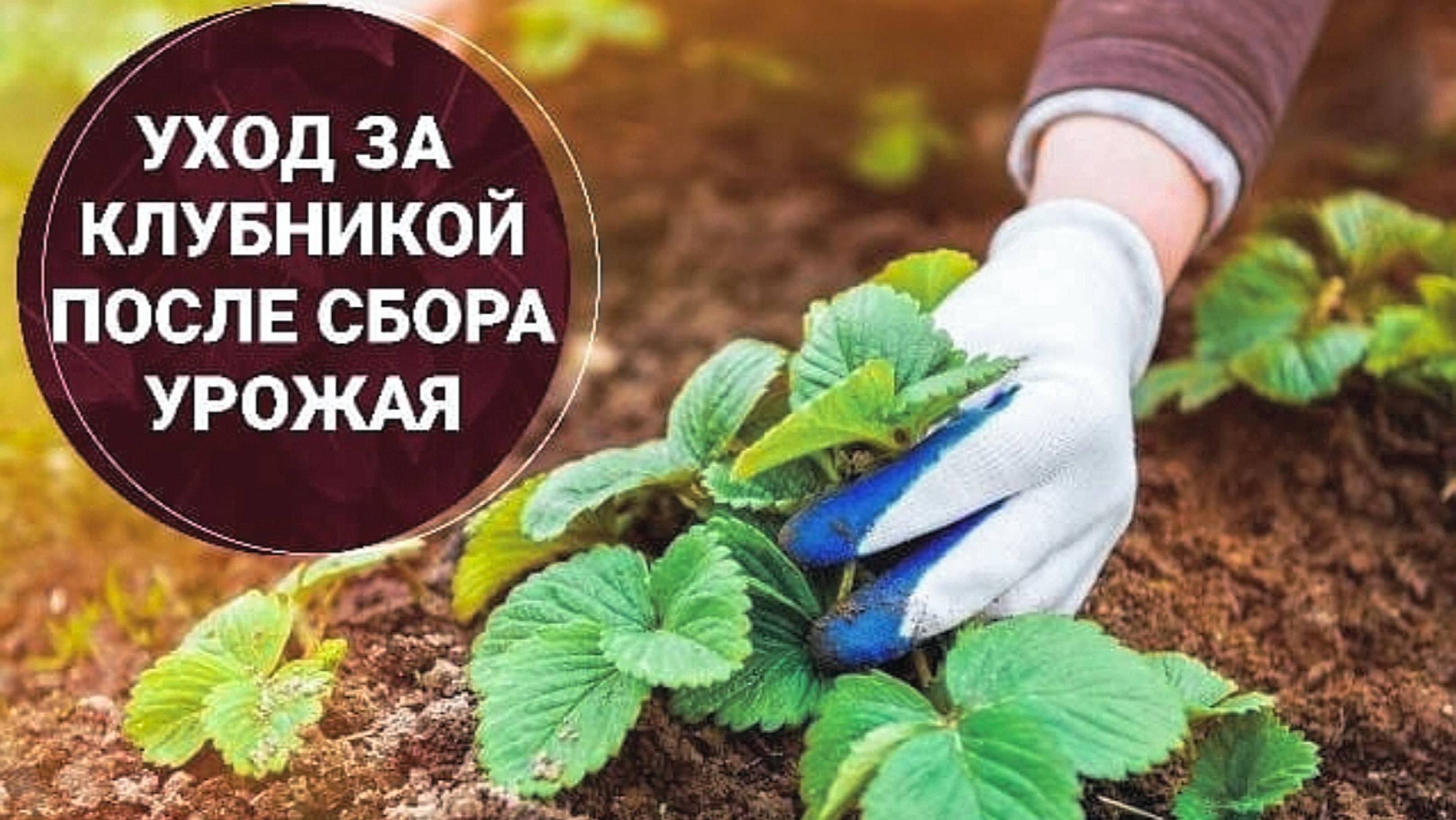 УХОД ЗА КЛУБНИКОЙ ПОСЛЕ СБОРА УРОЖАЯ🍓