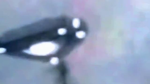 Видео объкта НЛО