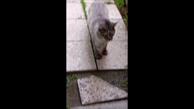 Кот. Кос