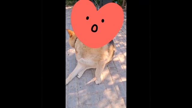 1000028938.mp4 (Собака наблюдает  за подготовкой для купания детских бассейнов у дома А-фрейм)