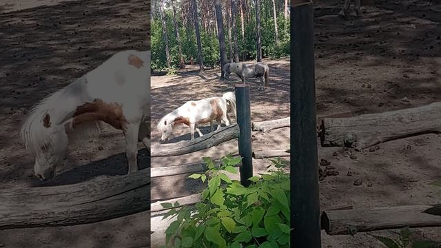 Мама- пони кормит ребёнка- пони